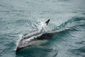 Delfine Queen Charlotte Sound